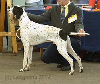 2nd Special Yearling Dog